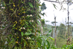 Bulbophyllum mysorense